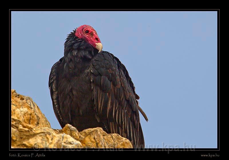 Ballestas Islands 033.jpg